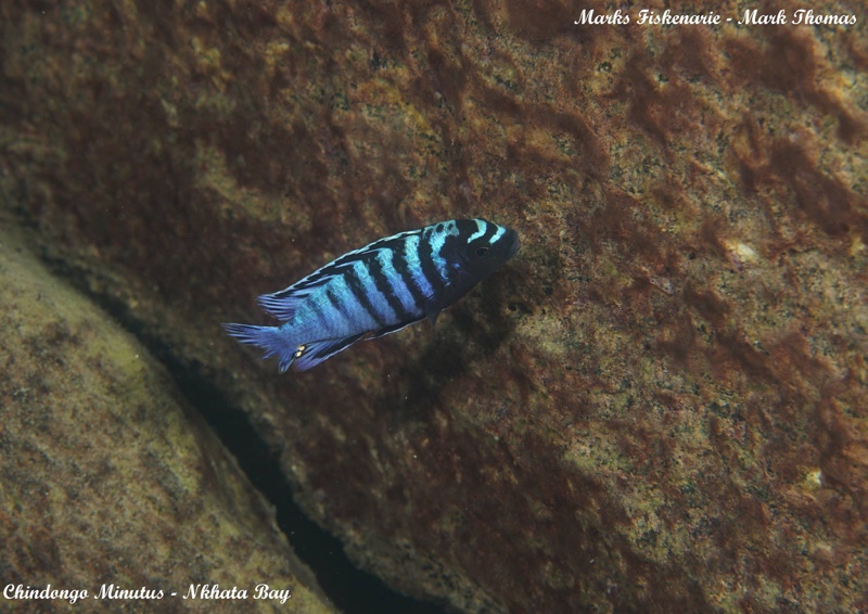 Chindongo minutus 'Nkhata Bay'